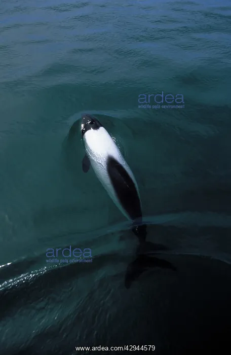 : CommersonIs Dolphin : CommersonIs Dolphin