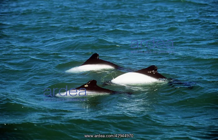 : CommersonIs DOLPHIN - three showing dorsal fins and backs : CommersonIs DOLPHIN - three showing dorsal fins and backs