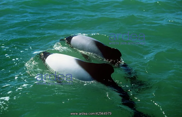 : CommersonIs DOLPHIN - three showing dorsal fins and backs : CommersonIs DOLPHIN - three showing dorsal fins and backs