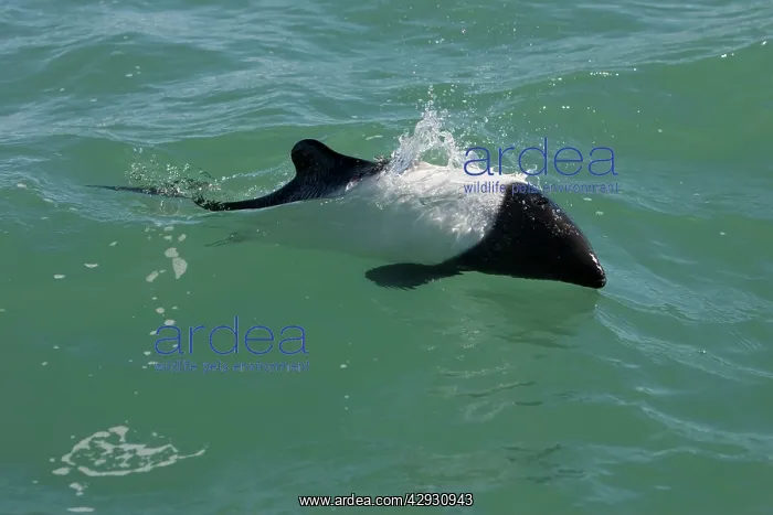 : Commerson's dolphin : Commerson's dolphin