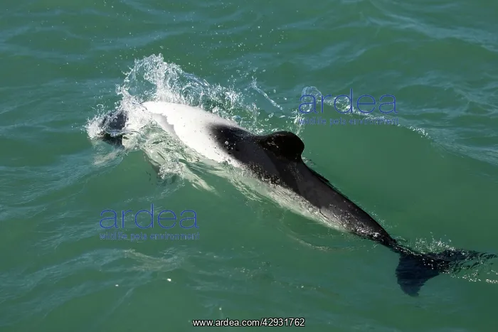 : Commerson's dolphin : Commerson's dolphin