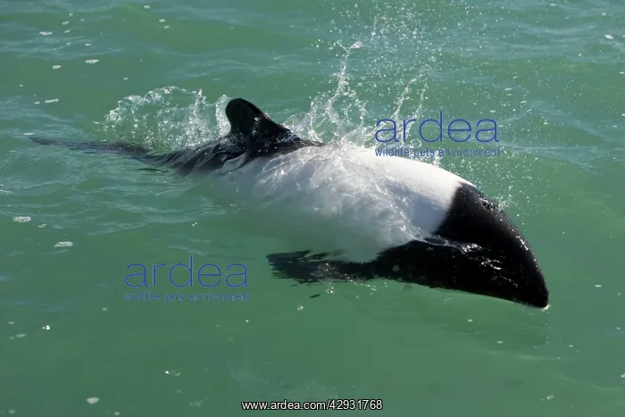  : Commerson's dolphin