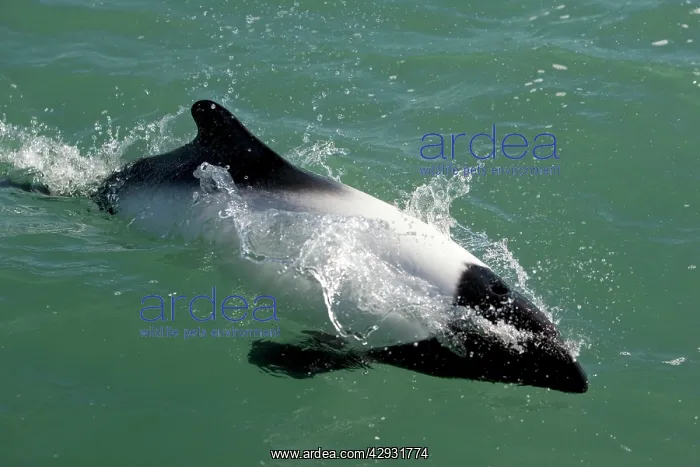 : Commerson's dolphin : Commerson's dolphin