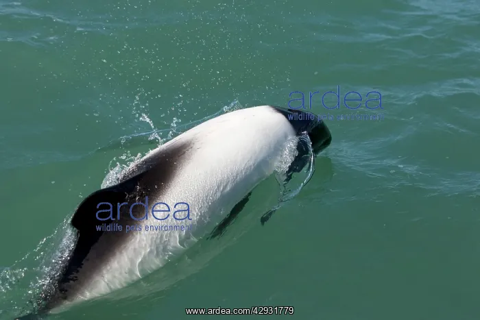 : Commerson's dolphin : Commerson's dolphin