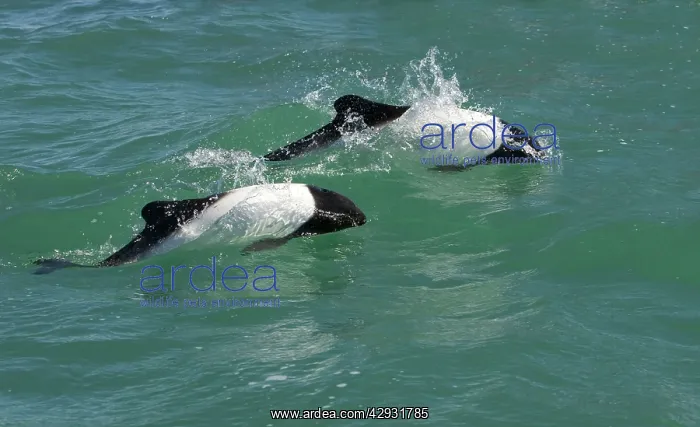 : Commerson's dolphin : Commerson's dolphin