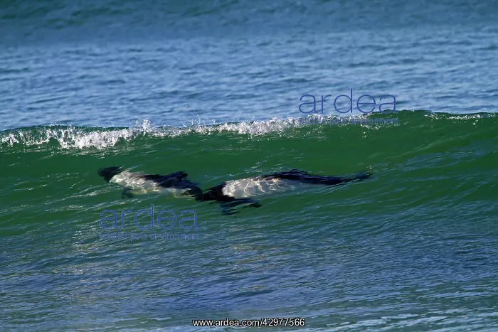 : Commerson's Dolphin : Commerson's Dolphin
