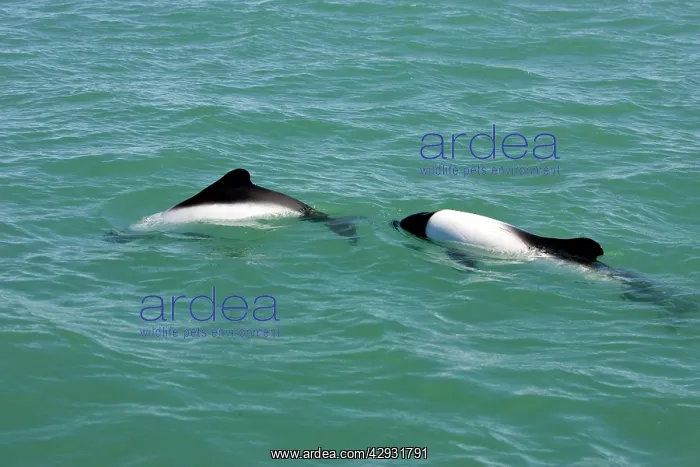 : Commerson's Dolphins : Commerson's Dolphins