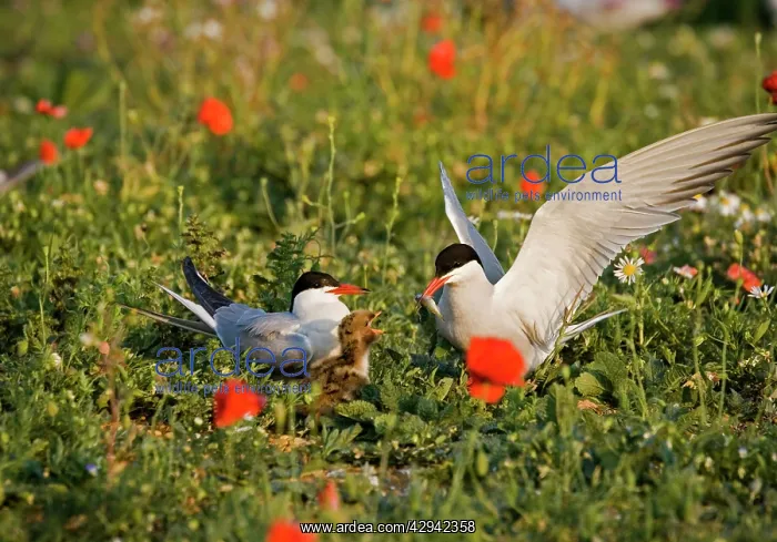: Commom Tern - Adults feeding chick with small fish : Commom Tern - Adults feeding chick with small fish
