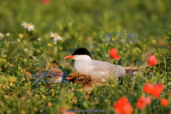 : Commom Tern - Brooding chicks in poppies : Commom Tern - Brooding chicks in poppies