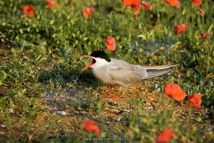 : Commom Tern - Calling amoung poppies on nesting ground : Commom Tern - Calling amoung poppies on nesting ground