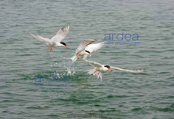 : Commom Tern - Diving for whitebait : Commom Tern - Diving for whitebait