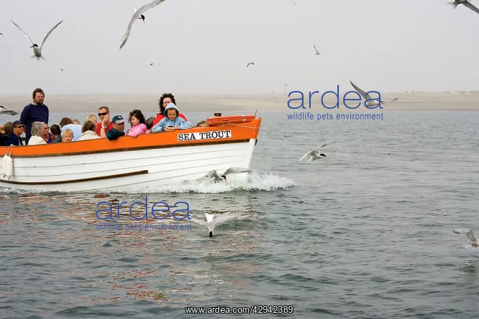 : Commom Tern - Holidaymakers looking at Terns fishing : Commom Tern - Holidaymakers looking at Terns fishing