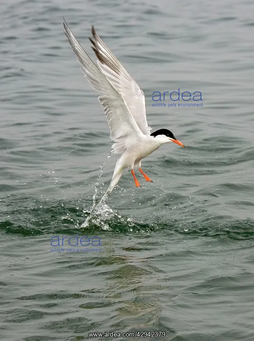 : Commom Tern - Leaving water after diving : Commom Tern - Leaving water after diving