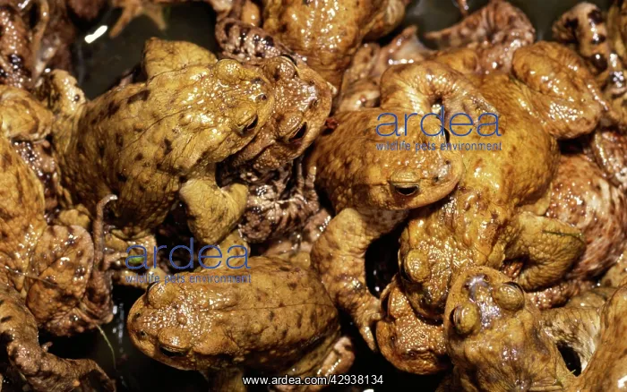  : Commom Toad - Orgy