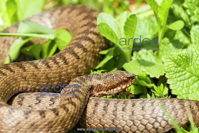 : Common Adder (Vipera berus) resting in sun : Common Adder (Vipera berus) resting in sun