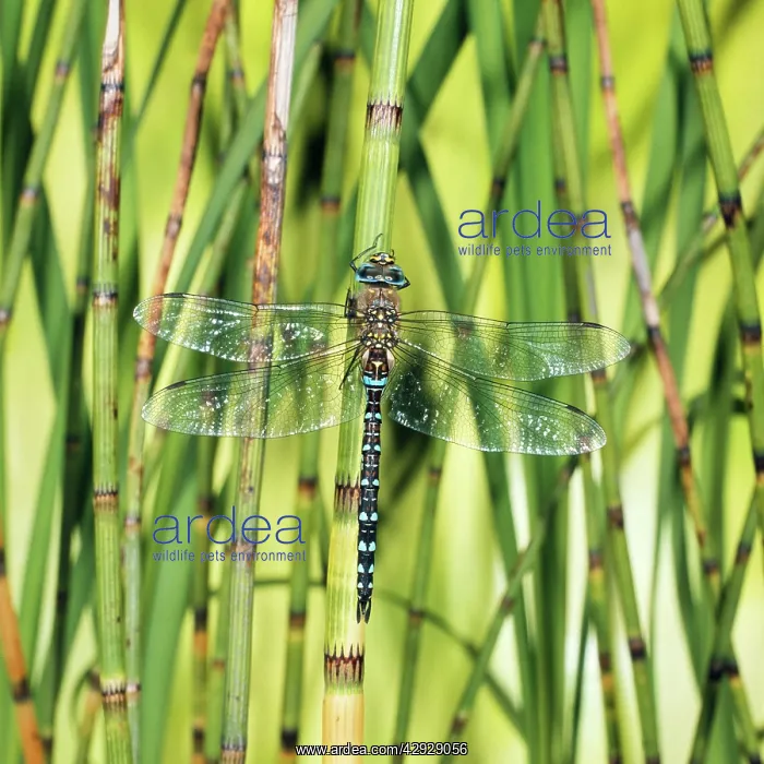 : Common Aeshna Dragonfly : Common Aeshna Dragonfly