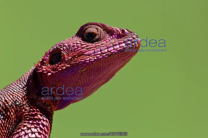 : Common Agama : Common Agama