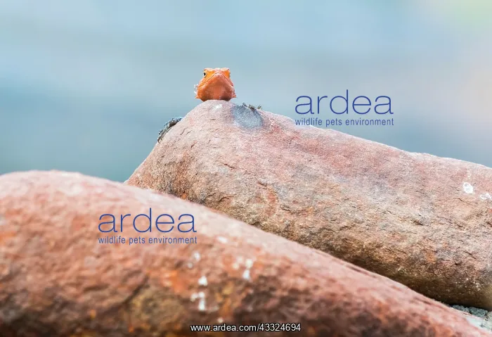 : Common Agama : Common Agama