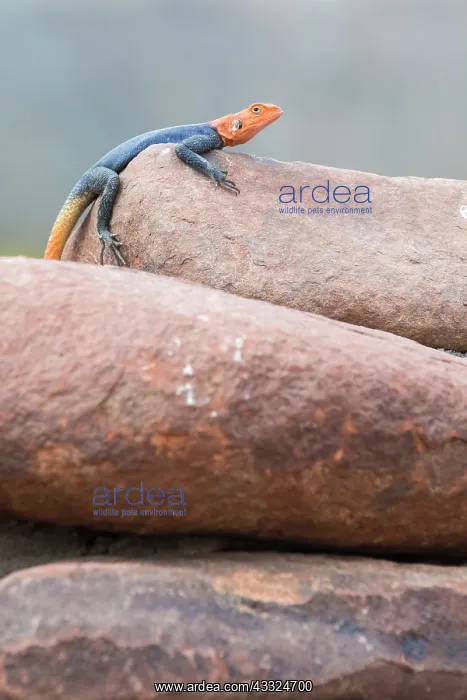: Common Agama : Common Agama