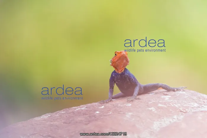 : Common Agama : Common Agama