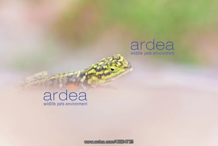 : Common Agama : Common Agama