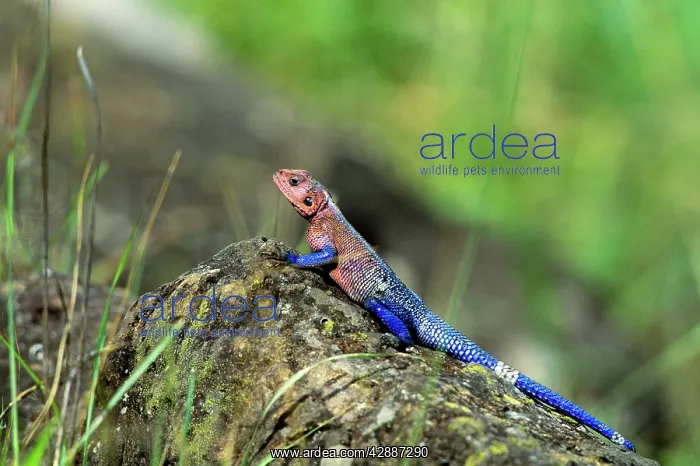  : Common Agama Lizard - in breeding colours
