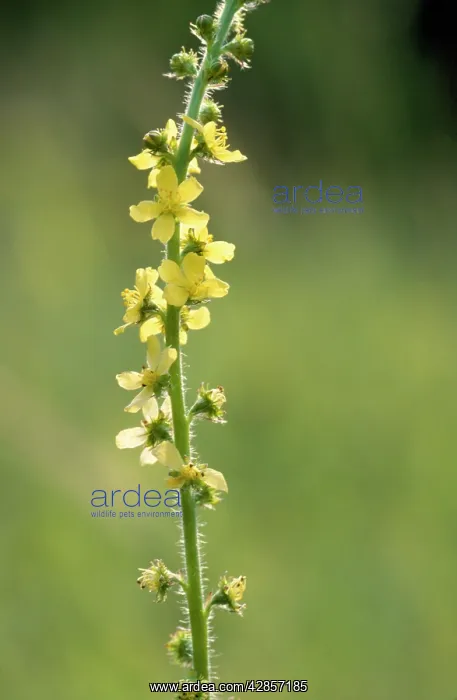 : Common Agrimony : Common Agrimony