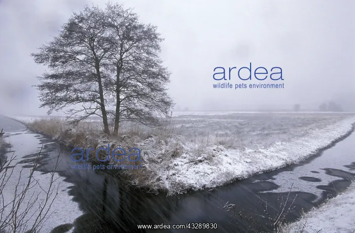 : Common Alder (Alnus glutinosa) on marsh during : Common Alder (Alnus glutinosa) on marsh during