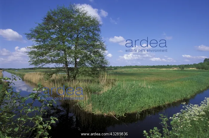 : Common Alder (Alnus glutinosa) on marsh during : Common Alder (Alnus glutinosa) on marsh during