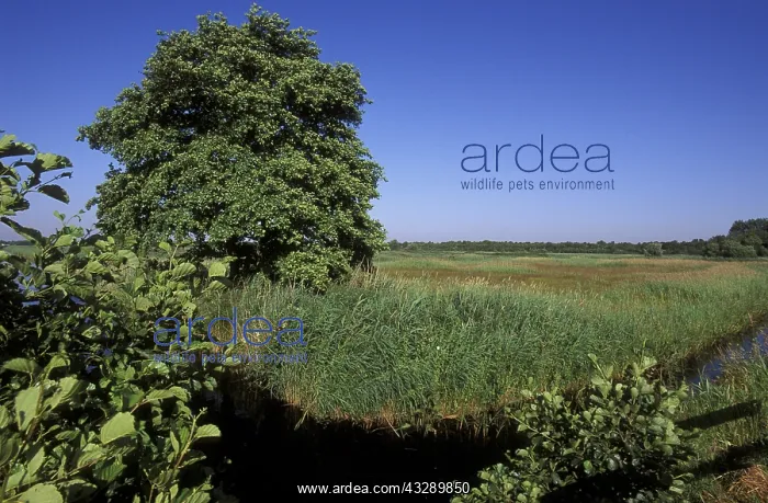 : Common Alder (Alnus glutinosa) on marsh during : Common Alder (Alnus glutinosa) on marsh during