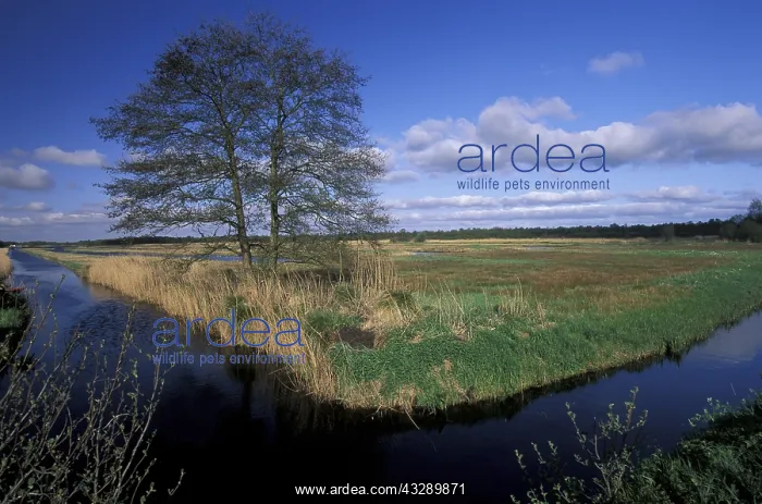 : Common Alder (Alnus glutinosa) on marsh during : Common Alder (Alnus glutinosa) on marsh during