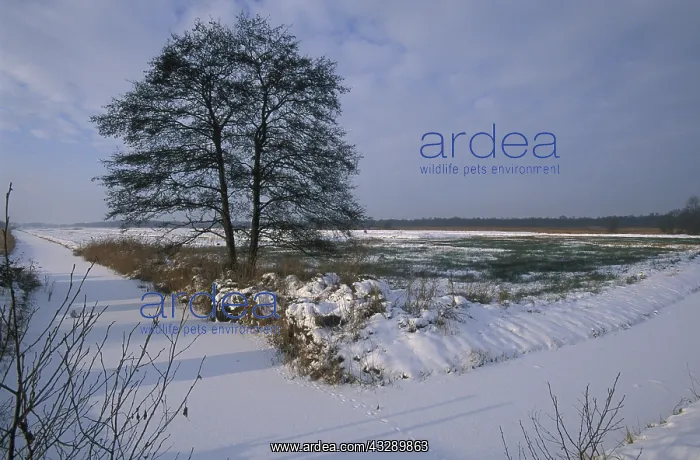 : Common Alder (Alnus glutinosa) on marsh in dece : Common Alder (Alnus glutinosa) on marsh in dece