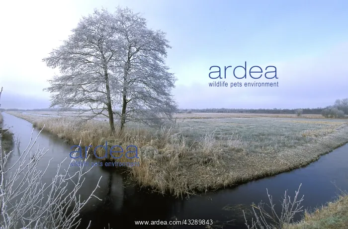 : Common Alder (Alnus glutinosa) on marsh with wh : Common Alder (Alnus glutinosa) on marsh with wh