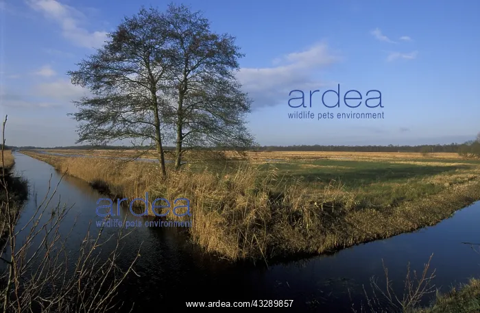 : Common Alder (Alnus glutinosa) on marsh in wint : Common Alder (Alnus glutinosa) on marsh in wint