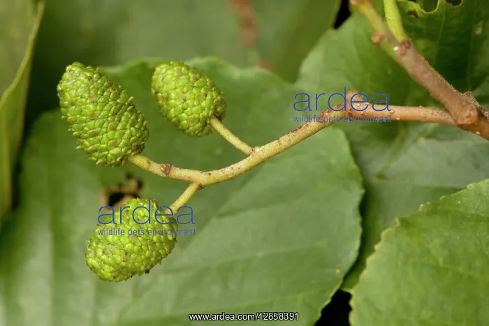 : Common alder: cones : Common alder: cones