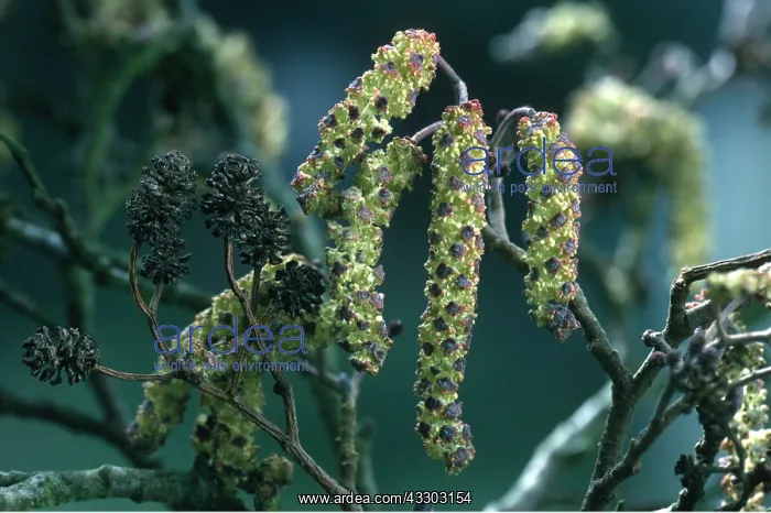 : COMMON ALDER - cones and catkins : COMMON ALDER - cones and catkins