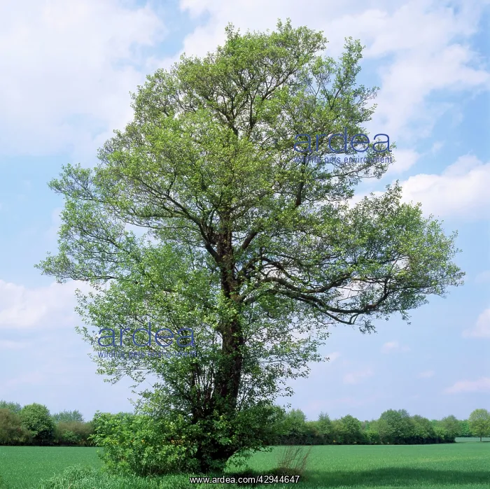 : Common ALDER - new leaves : Common ALDER - new leaves