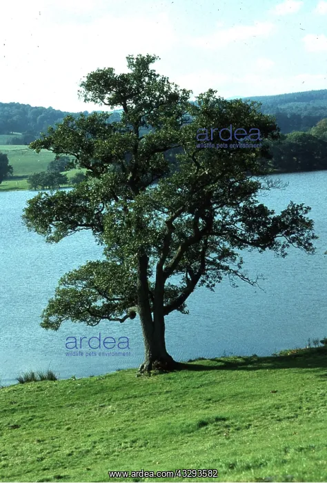 : COMMON ALDER - in summer : COMMON ALDER - in summer