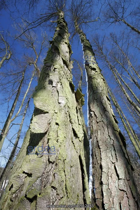 : Common Alder Tree - two old stems showing rugged : Common Alder Tree - two old stems showing rugged