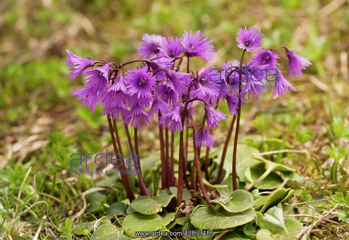 : Common / Alpine Snowbell : Common / Alpine Snowbell