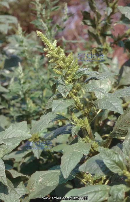 : Common Amaranth or Pigweed : Common Amaranth or Pigweed