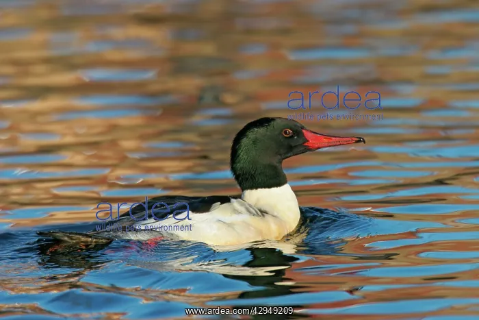 : Common / American Merganser - in Europe known as Goosander : Common / American Merganser - in Europe known as Goosander
