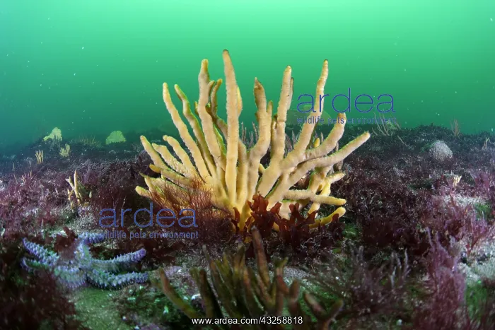  : Common Antlers Sponge (Axinella polypoides) - 20