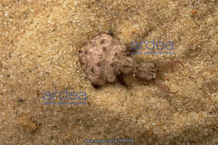 : Common Antlion - Larva hiding itself in the sand : Common Antlion - Larva hiding itself in the sand
