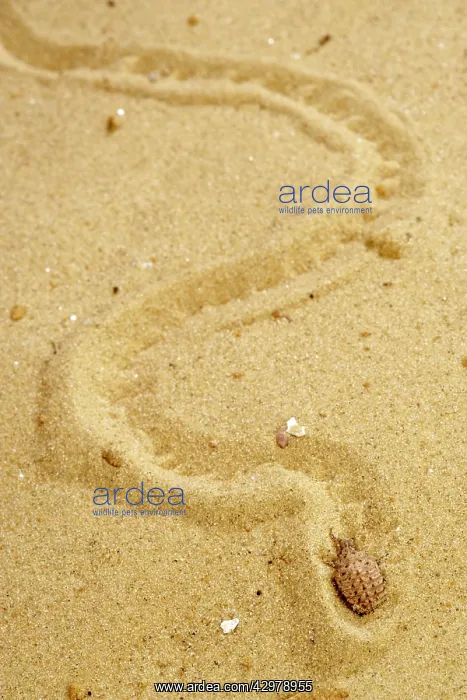 : Common Antlion - Larva hiding itself in the sand : Common Antlion - Larva hiding itself in the sand