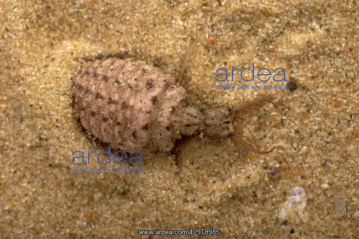 : Common Antlion - Larva hiding itself in the sand : Common Antlion - Larva hiding itself in the sand