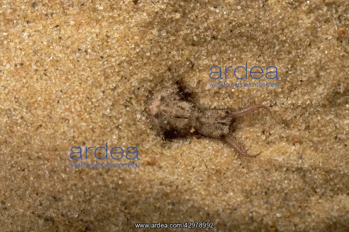 : Common Antlion - Larva hiding itself in the sand : Common Antlion - Larva hiding itself in the sand