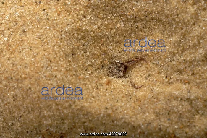 : Common Antlion - Larva hiding itself in the sand : Common Antlion - Larva hiding itself in the sand