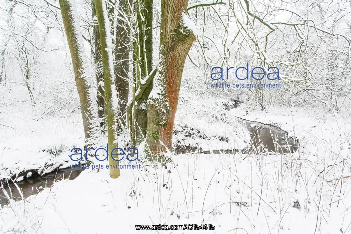 : Common Ash : Common Ash