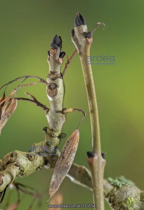 : Common ash, Fraxinus excelsior, in early winter : Common ash, Fraxinus excelsior, in early winter